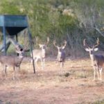 2019 Bucks