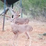 2019 Bucks