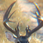 2019 Bucks