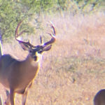 2019 Bucks