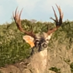 2019 Bucks