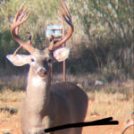 2019 Bucks