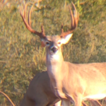 2019 Bucks