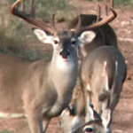 2019 Bucks