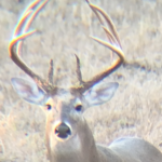 2019 Bucks